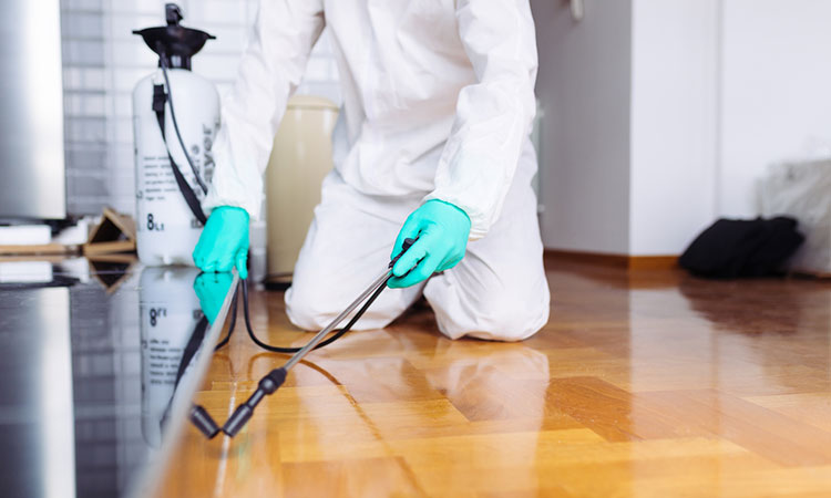 افضل شركة مكافحة حشرات وتعقيم