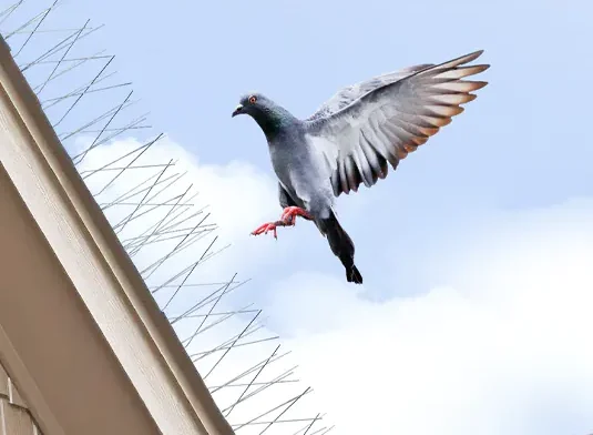 شركه طارد حمام بخميس مشيط