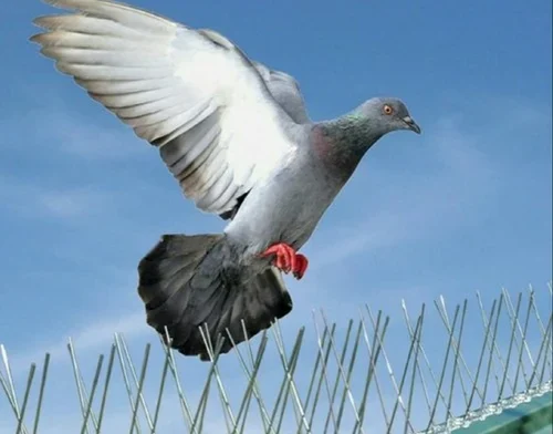 شركه طارد حمام بأبها